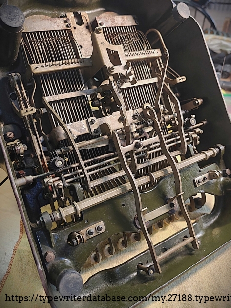 Underside oblique view.